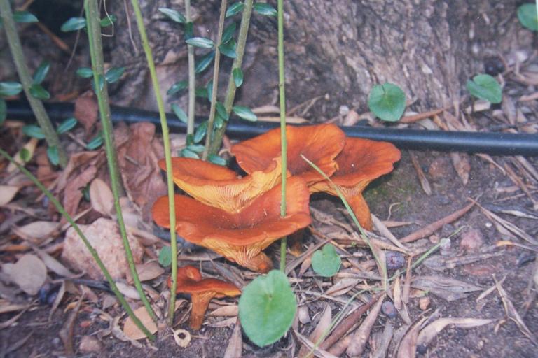 Omphalotus olearius